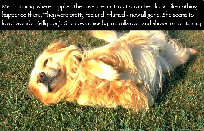 Is Lavender Essential Oil Safe For Dogs